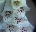 Blüten des roten Fingerhutes(weiße Variante)(Digitalis purpurea(L.))