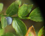 Heidelbeere(Vaccinium myrrtillus(L.))