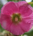 Blüte einer Gewöhnlichen Stockrose(Alcea rosea(L.))
