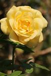 Gelbe Teerose(Rose)