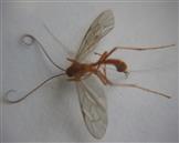 Sichelwespe(Ophion luteus)