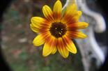 Kleinblumige Sonnenblume(Helianthus debilis)
