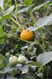 Hokkaidokürbispflanze(Cucurbita maxima) überwächst Apfelquitte(Cydonia oblonga(Mill.))
