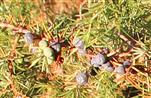 Beerenförmige Zapfen des Wacholders(Juniperus vulgaris(L.))