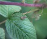 Weberknecht bzw. Schneider(Phalangium opilio) auf einer Brombeerpflanze(Rubus sectio Rubus)