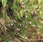 Wiesen-Glockenblume(Campanula patula(L.))