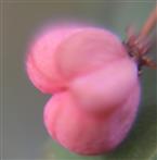 Kapselfrucht des Europäischen Pfaffenhütchens(Euonymus europaeus(L.))
