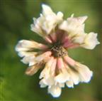 Schweden-Klee(Trifolium hybridum(L.))