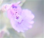 Blüte der Echten Katzenminze(Nepeta cataria(L.))