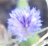 Blüte einer Kornblume(Centaurea cyanus(L.))