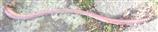 Tau- oder Gemeiner Regenwurm(Lumbricus terrestris(L. 1758))