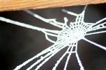 Rudimentäres Spinnennetz mit Raureif 4