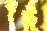 Gewöhnliche Gelbflechte Xanthoria parietina auf Zweigen