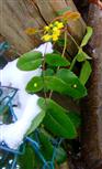 Gewöhnliche Mahonie(Mahonia aquifolium(Nutt.)) im Schnee