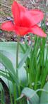Rote Tulpe(Tulipa(L.))