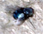 Blaue Schmeißfliege(Calliphora vicina(Robineau-Desvoidy 1830))