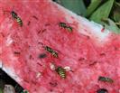 Gemeine Wespe(Vespula vulgaris(L. 1758)) auf einer Schale einer Wassermelone