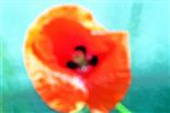 Blüte eines Klatschmohn(Papaver rhoeas(L.))