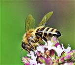 Westliche oder Europäische Honigbiene(Apis mellifera(L. 1758))