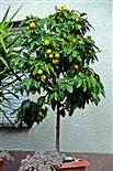 Mandarinenbäumchen(Citrus reticulata(Blanco))