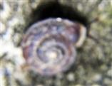 Steinpicker(Helicigona lapicida(L. 1758)) 01