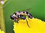 Kleine Mistbiene oder Gemeine Keulenschwebfliege(Syritta pipiens(L. 1758)) beim Blütenbesuch auf Rainfarn(Tanacetum vulgare(L.))