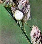 Kürbisspinne(Arianella cucurbitana(Clerck 1757)) auf Gewöhnlichem Knäulgras