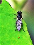 Gemeine Keulenschwebfliege oder Mistbiene(Syritta pipiens(L. 1758)) auf einem Blatt ruhend