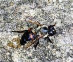 Durchnässte Westliche Honigbiene(Apis mellifera(L. 1758)) gewissermaßen auch als 