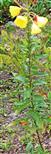 Gemeine oder Gewöhnliche Nachtkerze(Oenothera biennis(L.))