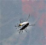 Stechmücke (vermutlich auch der Gattung) Aedes