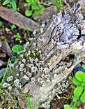 Becherflechte(Cladonia pyxidata(L.)Hoffm.) an einem Baumstumpf