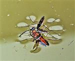 Gemeiner Wasserläufer(Gerris lacustris(L 1758)) über seine Beute(Gemeiner oder Rothalsbock(Stictoleptura rubra(L. 1758))(weiblich))