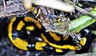 Junger Gebänderter Feuersalamander(Salamandra salamandra terrestris(L. 1758)) in seinem 