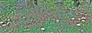 Fast ein halber Hexenring von Flaumigen Birken-Milchlingen(Lactarius pubescens)