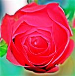 Rote Kulturrose(Blüte)(Rosa)