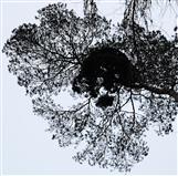 Mistel(Viscum album(L.)) an Waldkiefer(Pinus sylvestris(L.))