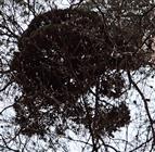 Mistel(Viscum album(L.)) an einer Waldkiefer(Pinus sylvestris(L.))