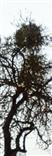 Misteln(Viscum album(L.)) an einem Apfelbaum(Malus domestica(L.)) östlich von Wetter