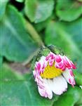 Blüte eines Gänseblümchens(Bellis perennis(L.)) als 