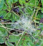 Spinnennetz mit Tau- bzw. Regentropfen (vermutlich von einer Baldachinspinne(Linyphiidae)