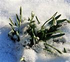 Kleines Schneeglöckchen(Galanthus nivalis(L.)) knospend im Schnee