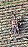 Amerikanische Kiefern- oder Zapfenwanze(Leptoglossus occidentalis(Heidemann 1910))