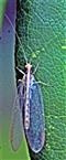 Gemeine Florfliege(Chrysoperla carnea(Stephens 1836))(bräunliche Winterform)