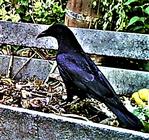 (Junge) Saatkrähe(Corvus frugilegus(L. 1758)) auf einem Komposthaufen