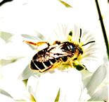 Gemeine Furchenbiene(Lasioglossum calceatum(Scopoli 1763))