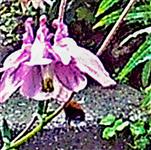 Baumhummel(Bombus hypnorum(L. 1758)) beim Blütenbesuch(Akelei(Aquilegia(L.))