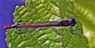 Frühe Adonislibelle(Pyrrhosoma nymphula(Sulzer 1776))
