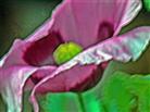 Lila Blüte eines Klatschmohns(Papaver rhoeas(L.))