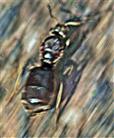 Ameisenkönigin der Schwarzen Wegameise(Lasius niger(L. 1758)) unterwegs